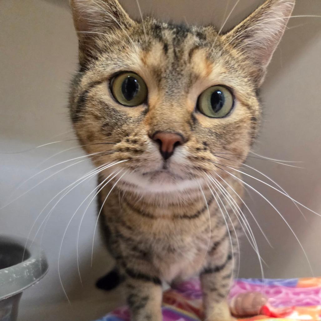 Tamira, Adoptable, Adult Female Domestic Short Hair.