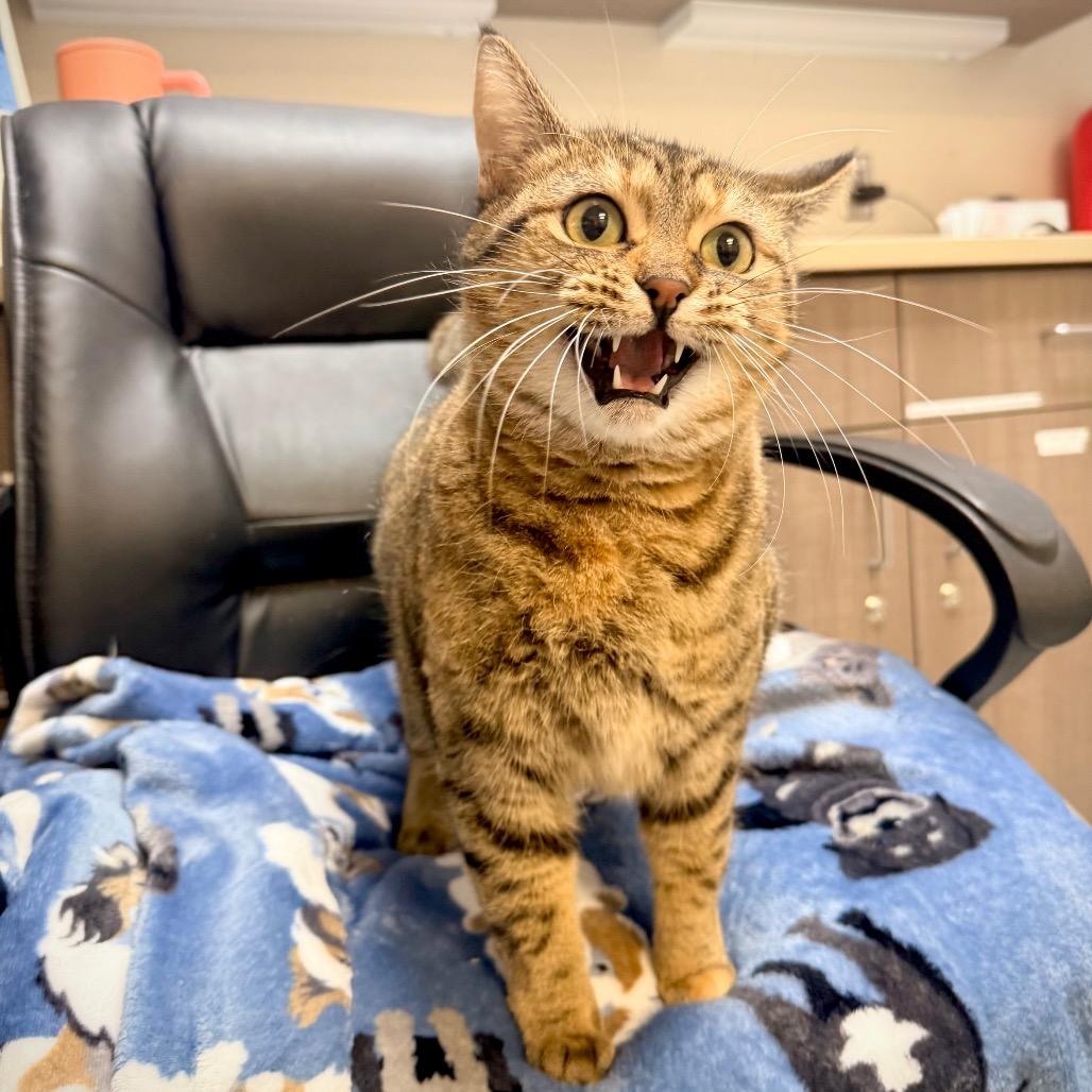 Enlarge Tamira, a Adoptable Domestic Short Hair in Great Falls, MT image 2/4