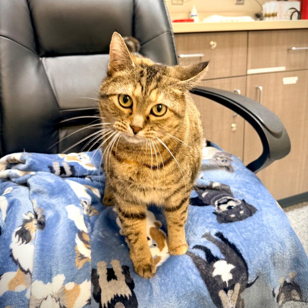 Enlarge Tamira, a Adoptable Domestic Short Hair in Great Falls, MT image 3/4