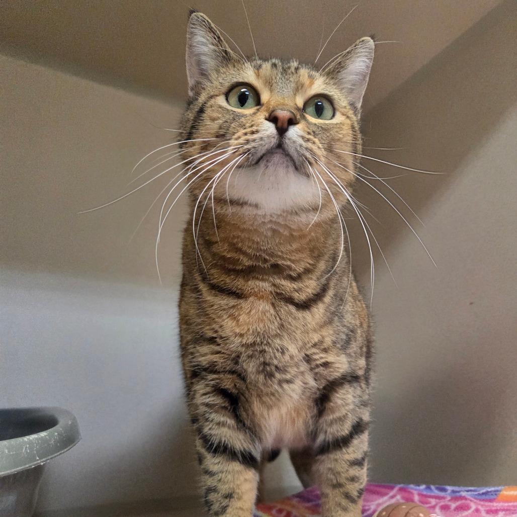 Enlarge Tamira, a Adoptable Domestic Short Hair in Great Falls, MT image 4/4