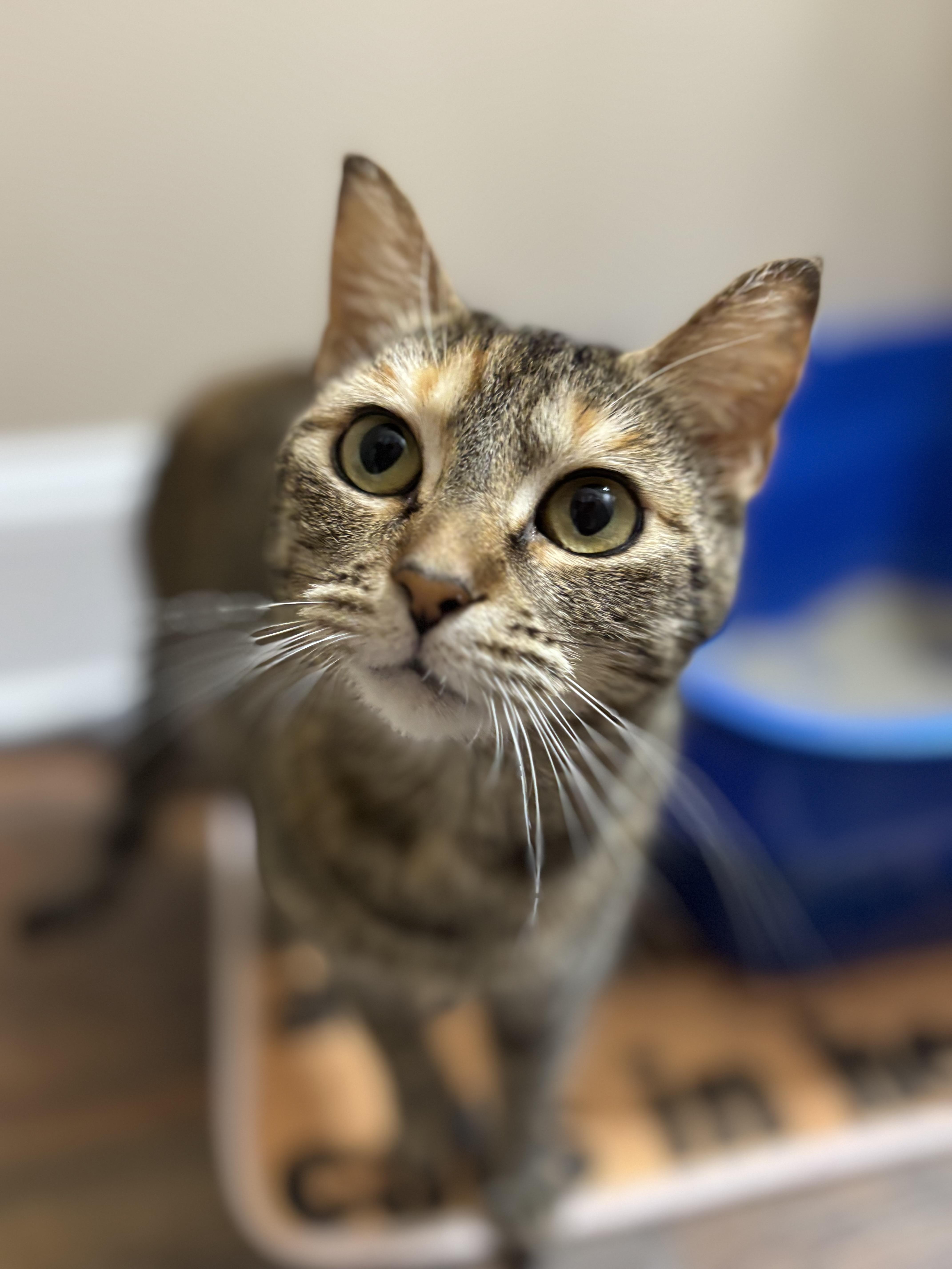 Lafayette, ADOPTABLE, Young Female Domestic Short Hair.