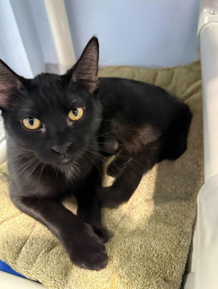 Baby Rosalina, Adoptable, Young Female Domestic Short Hair.