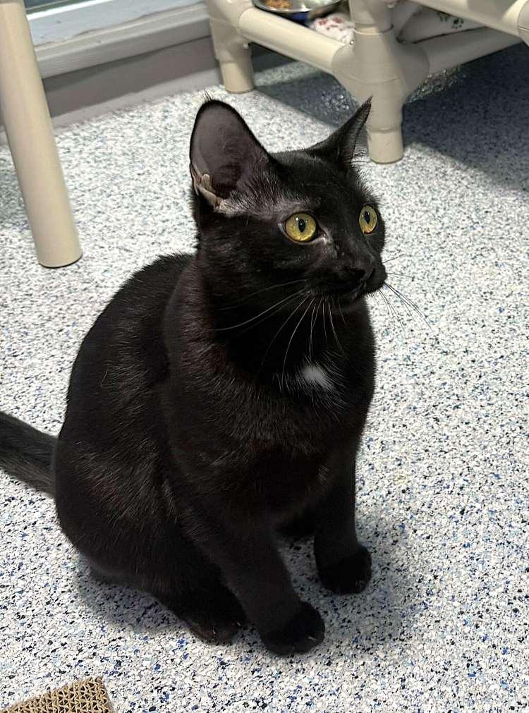 Baby Rosalina, a Adoptable Domestic Short Hair in Colorado Springs, CO image 2/3