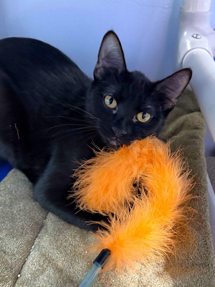 Baby Rosalina, a Adoptable Domestic Short Hair in Colorado Springs, CO image 3/3