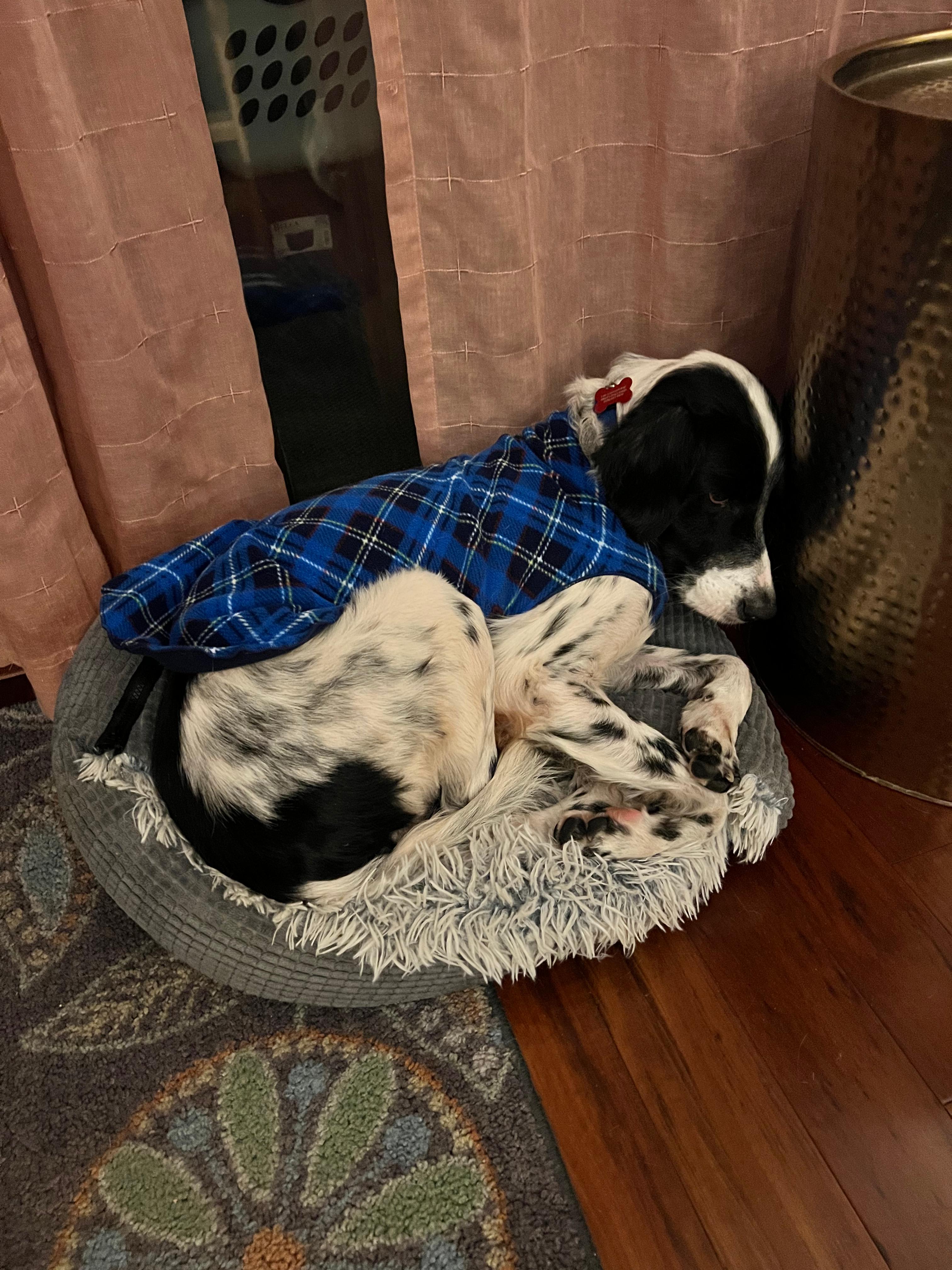 Chocolate Chip thumbnail 2