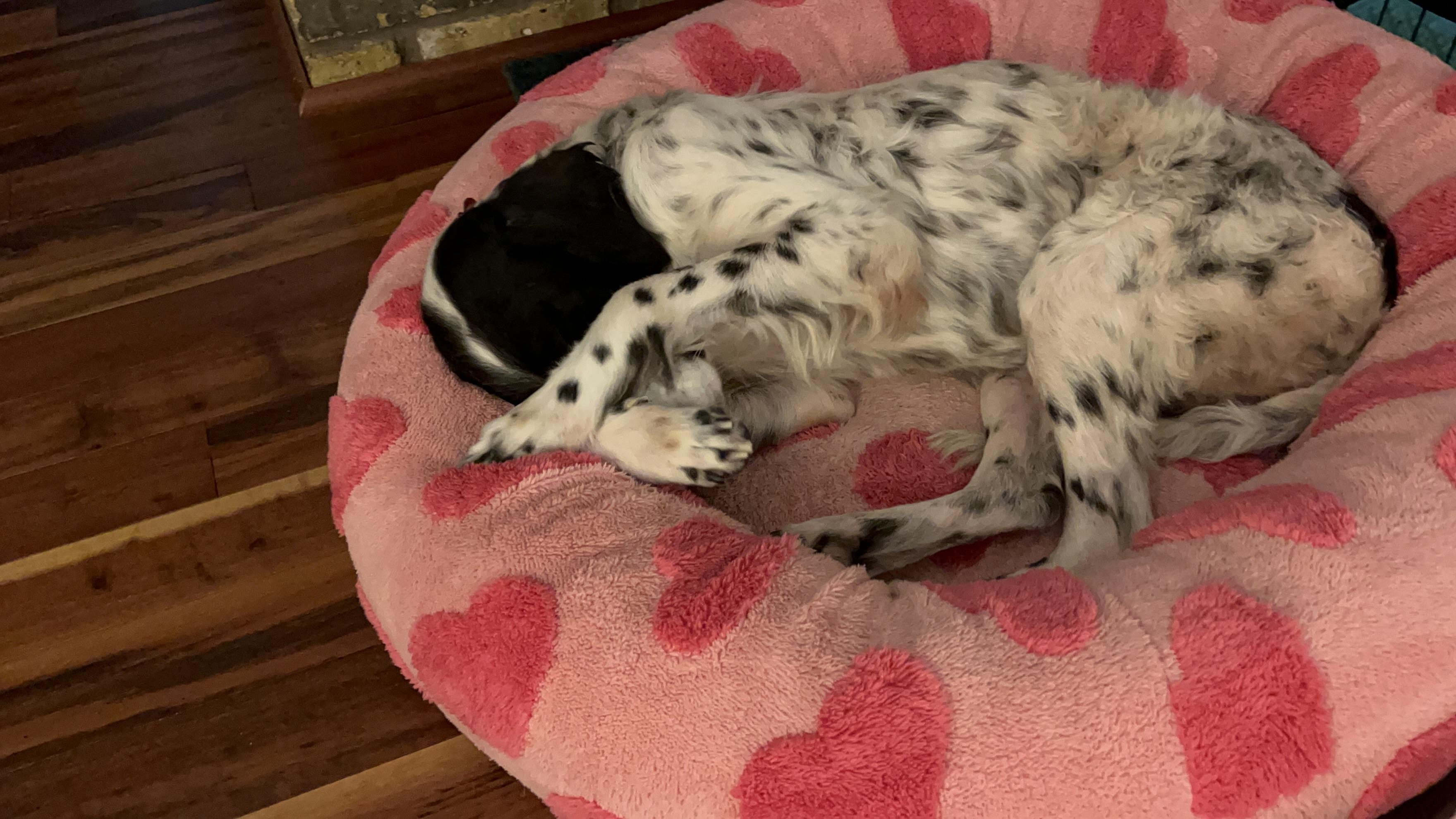 Chocolate Chip thumbnail 3