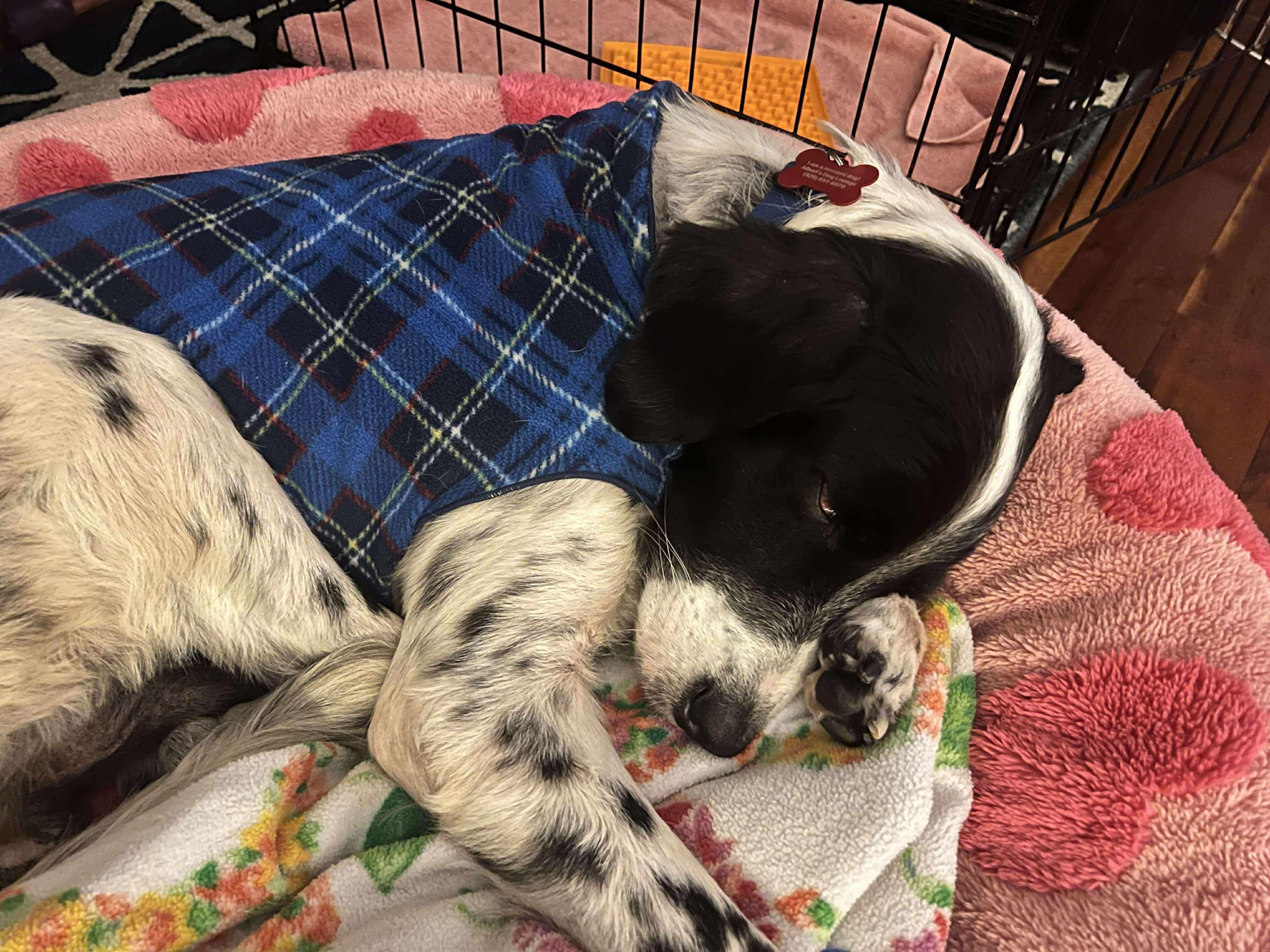 Chocolate Chip thumbnail 5