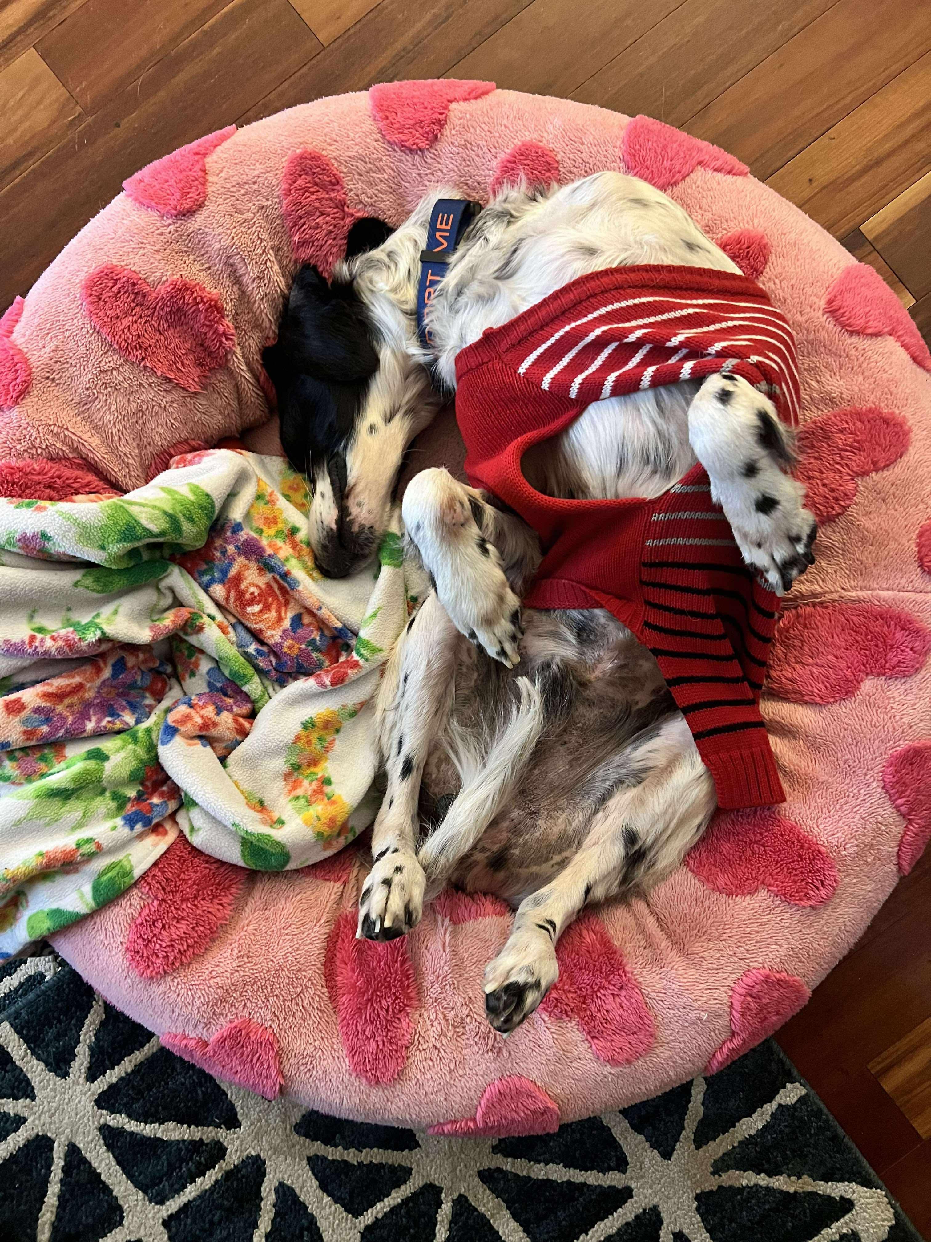 Chocolate Chip thumbnail 6