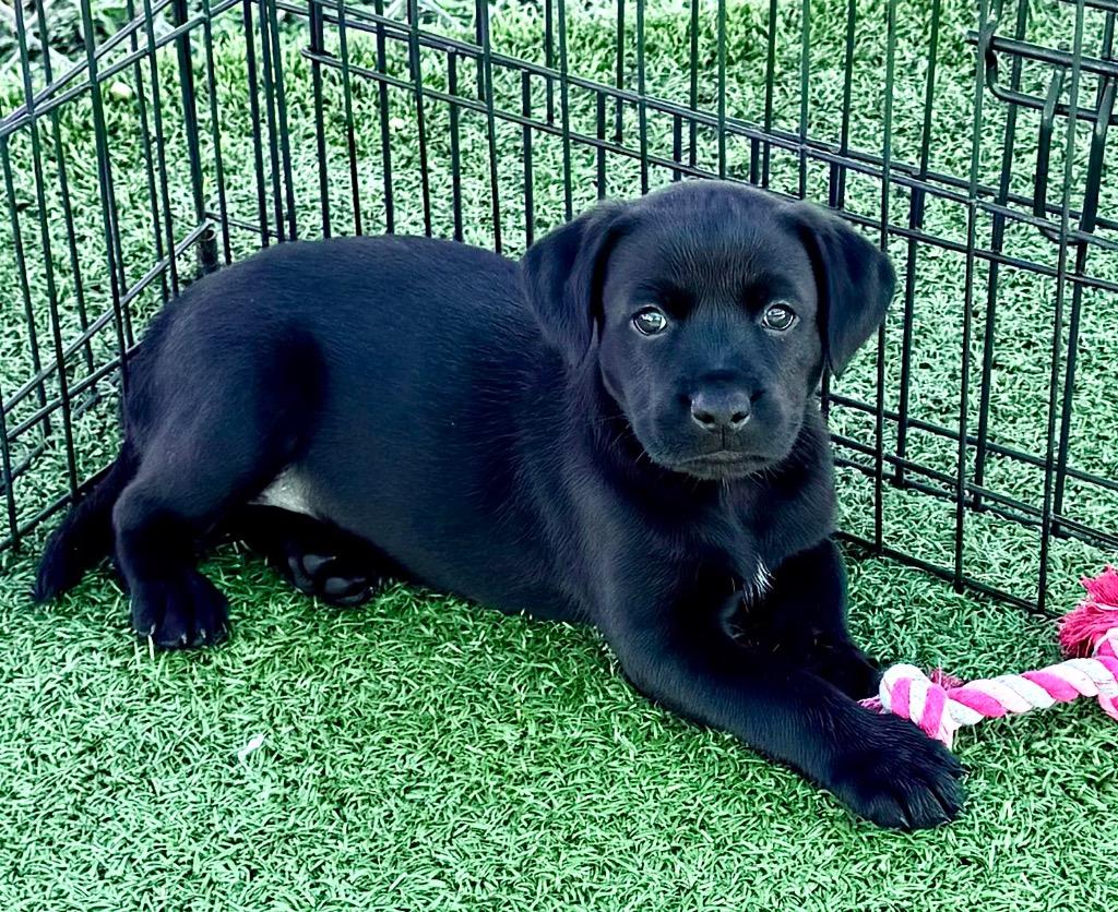 Enlarge Dandelion, a Adoptable mixed breed in Cape Coral, FL image 1/1