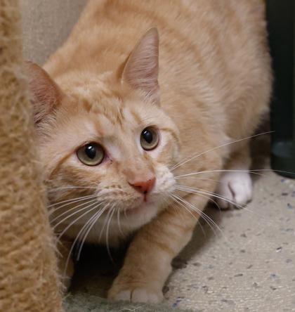Ritz, Adoptable, Adult Male Domestic Short Hair & Domestic Short Hair.