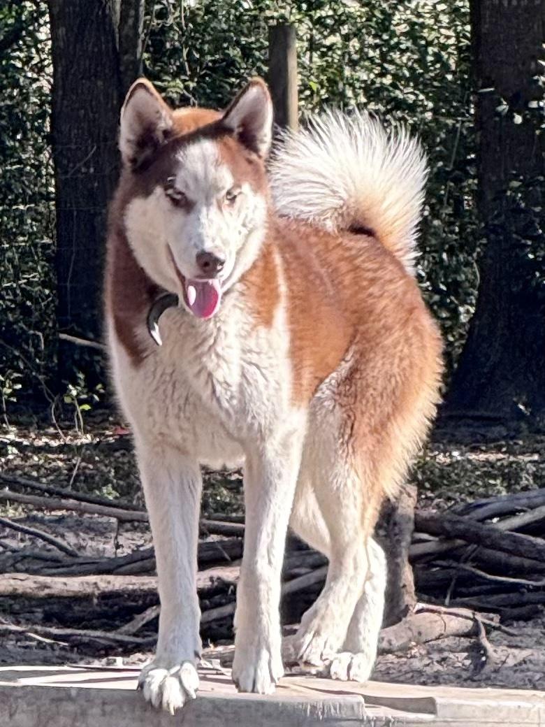Rufus, ADOPTABLE, Young Male Husky.