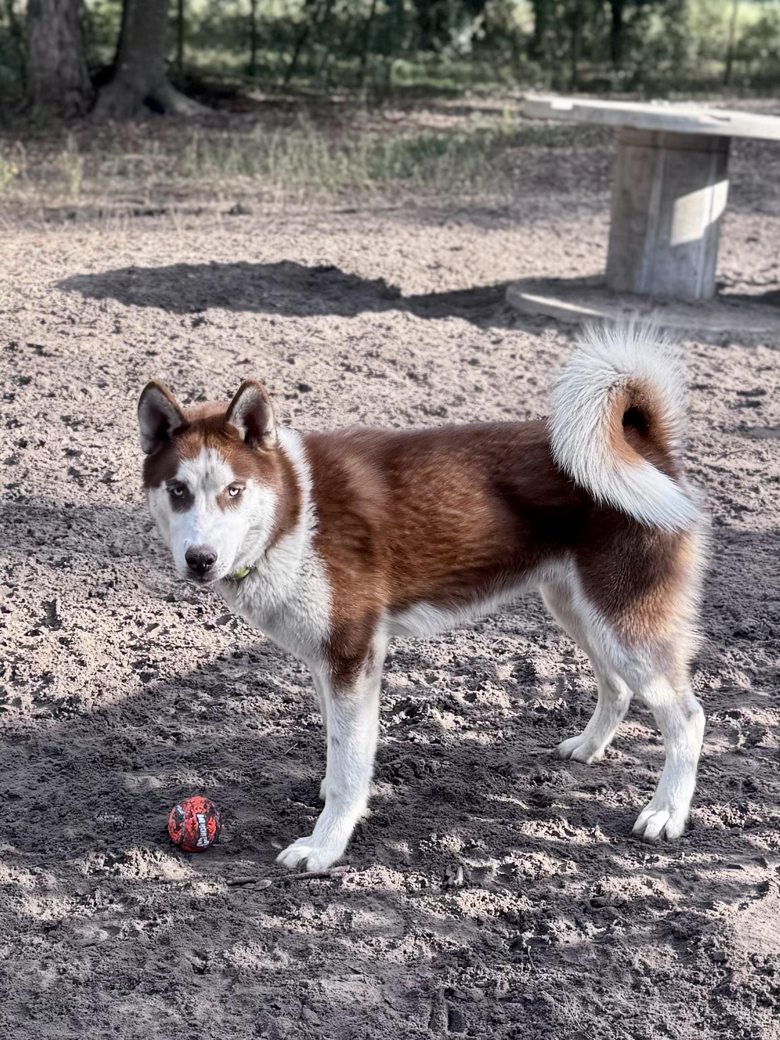 Enlarge Rufus, a ADOPTABLE Husky in New Smyrna Beach, FL image 2/2