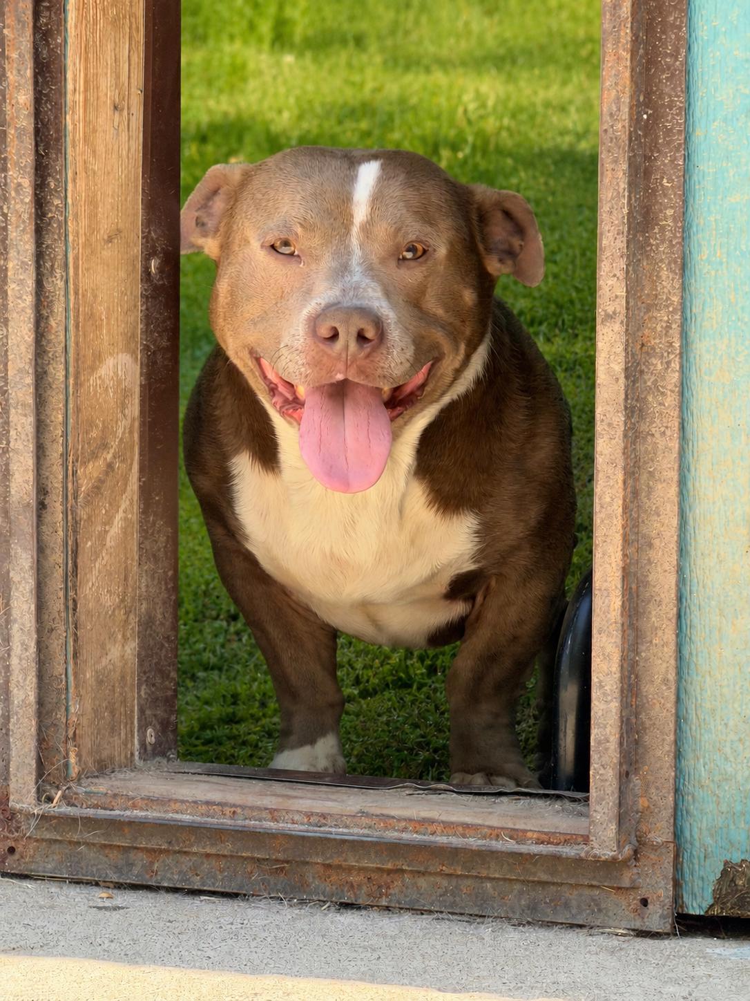 Patches, ADOPTABLE, Adult Male American Bully.