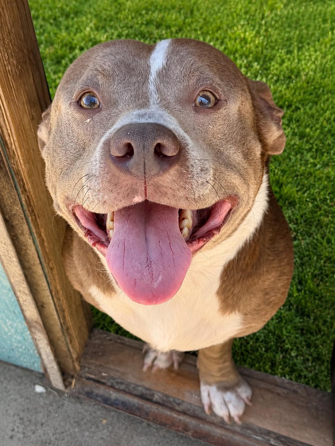Enlarge Patches, a ADOPTABLE American Bully in Herald, CA image 2/2