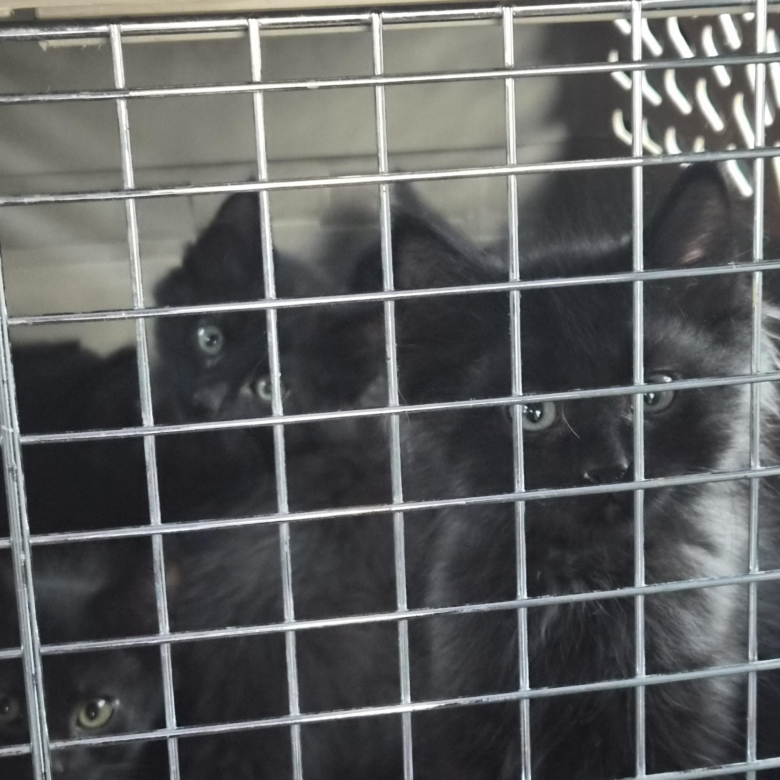 Enlarge Shmeegal, a Adoptable Domestic Medium Hair in Greeley, CO image 1/2