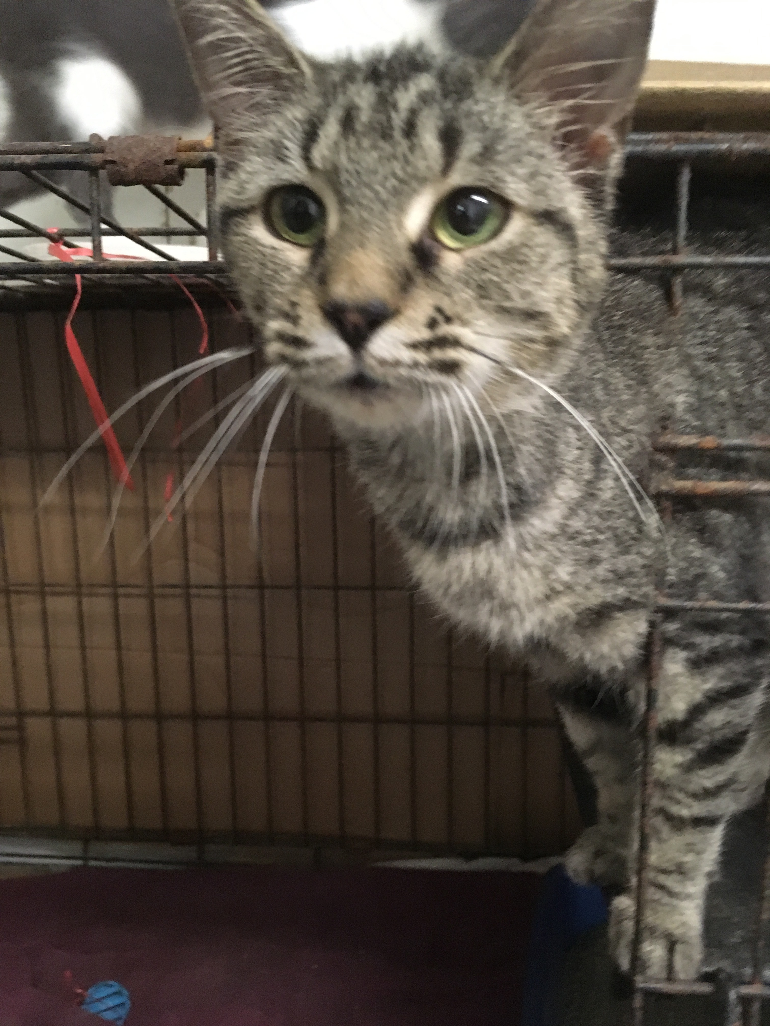 Pamela, a Adoptable Domestic Short Hair in Stuart, VA image 1/2