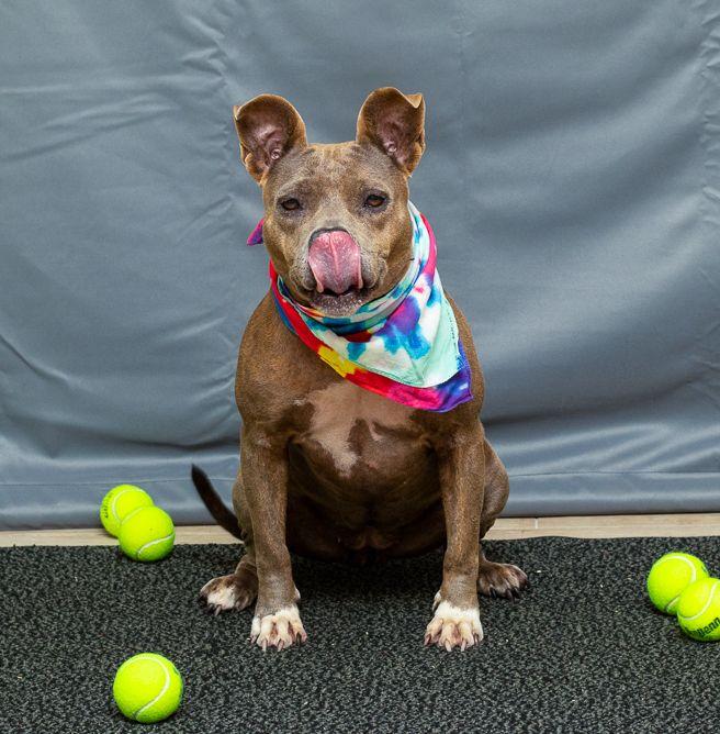 Enlarge Blue, a ADOPTABLE mixed breed in Sanford, FL image 4/4