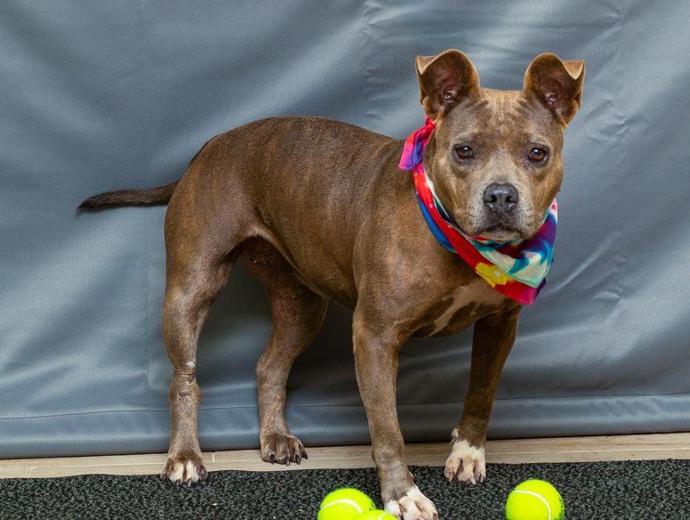 Enlarge Blue, a ADOPTABLE mixed breed in Sanford, FL image 3/4