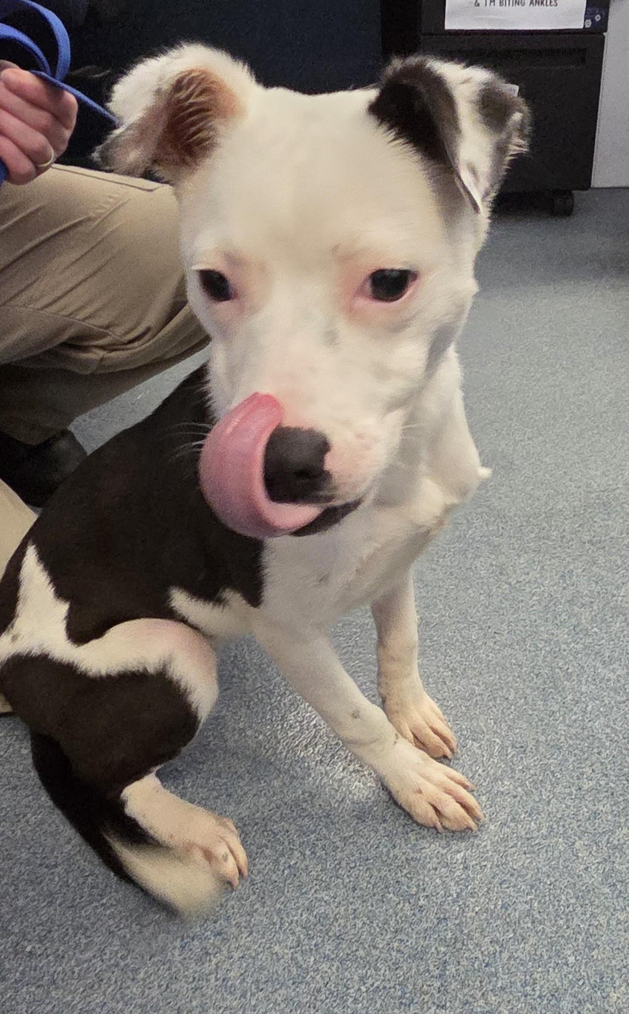 Lollipop, Adoptable, Puppy Female Pit Bull Terrier.