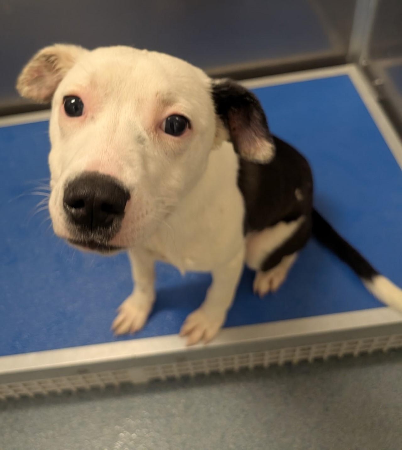 Enlarge Lollipop, a Adoptable mixed breed in Suffolk, VA image 2/2