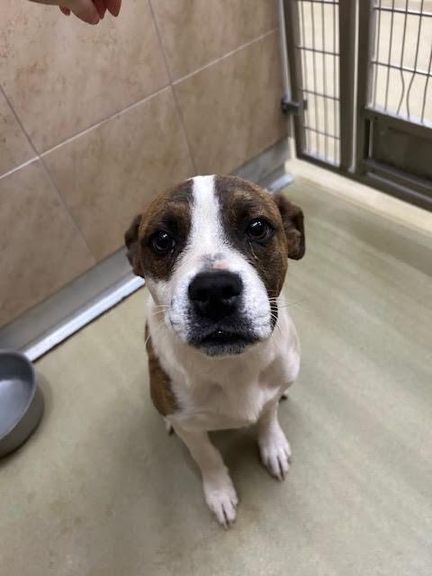 Enlarge Gamora, a Adoptable Mixed Breed in Hobbs, NM image 3/5