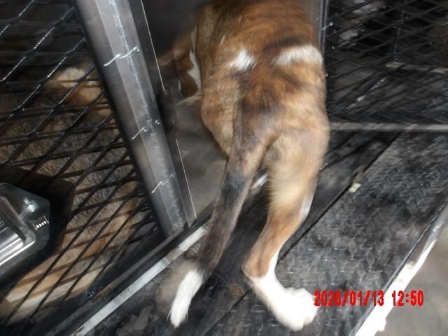 Enlarge Gamora, a Adoptable Mixed Breed in Hobbs, NM image 4/5