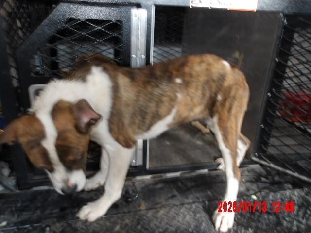 Enlarge Gamora, a Adoptable Mixed Breed in Hobbs, NM image 5/5