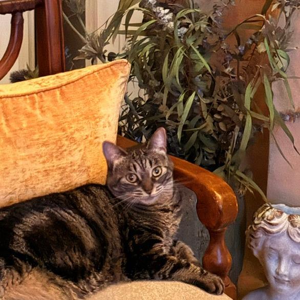Kiki, Adoptable, Adult Female Domestic Short Hair.