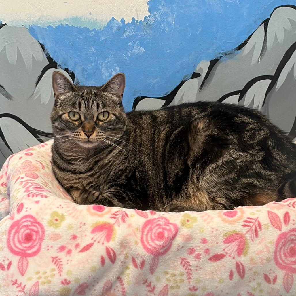 Enlarge Kiki, a Adoptable Domestic Short Hair in San Pablo, CA image 2/3