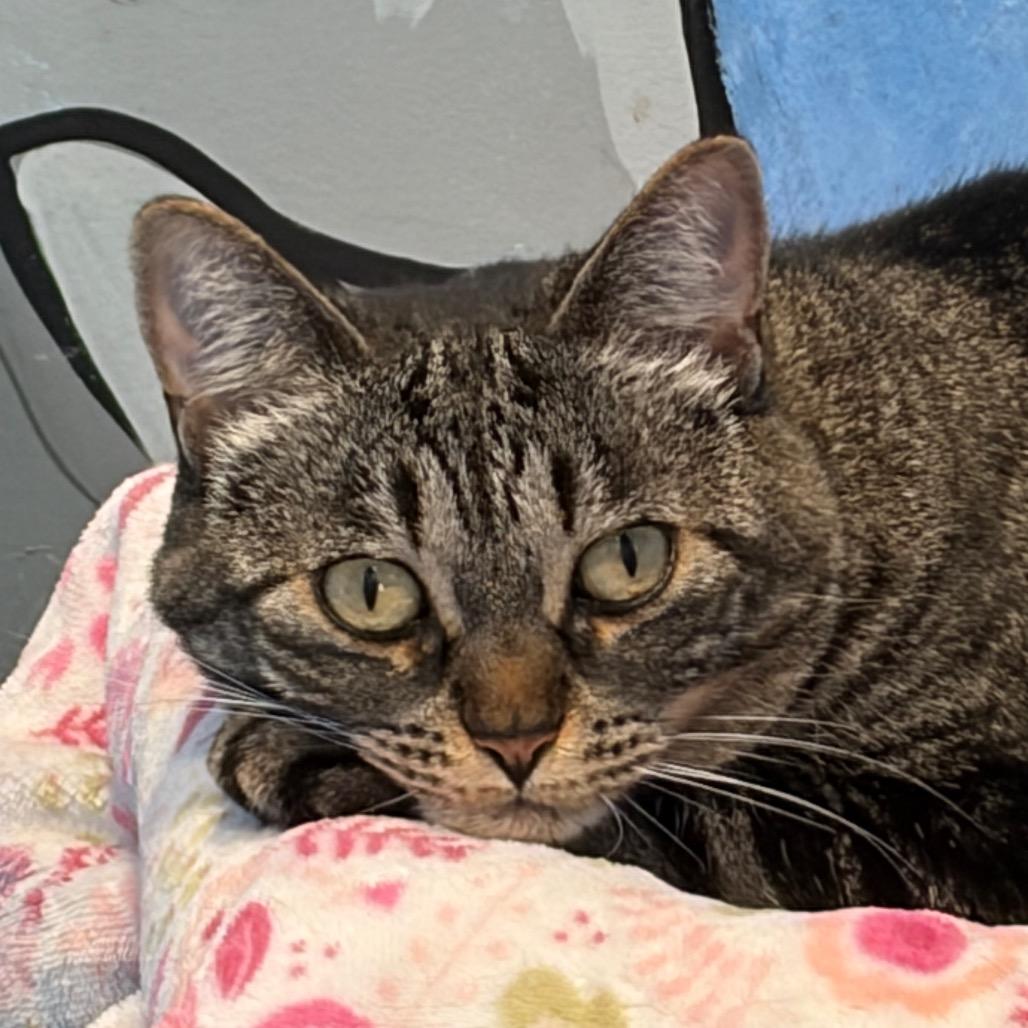Enlarge Kiki, a Adoptable Domestic Short Hair in San Pablo, CA image 3/3