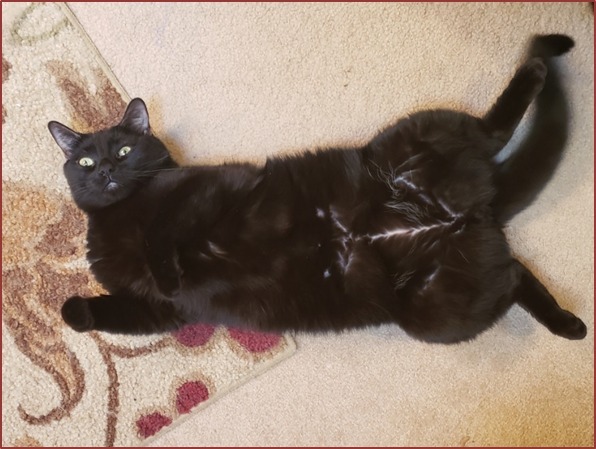 DOC (DOCK), an adoptable Domestic Short Hair in Omaha, NE, 68164 | Photo Image 2