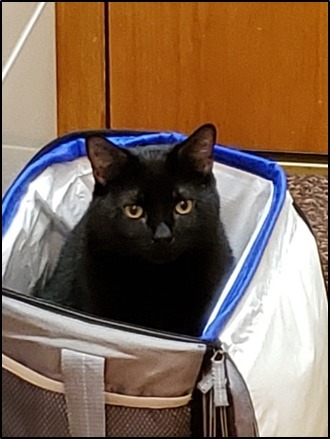 DOC (DOCK), an adoptable Domestic Short Hair in Omaha, NE, 68164 | Photo Image 3