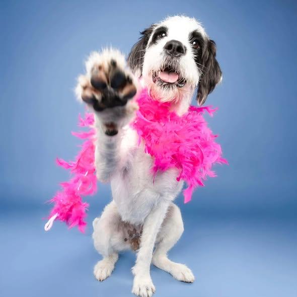 Enlarge Honey, a ADOPTABLE mixed breed in Miami, FL image 4/4