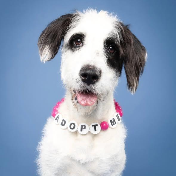 Enlarge Honey, a ADOPTABLE mixed breed in Miami, FL image 3/4