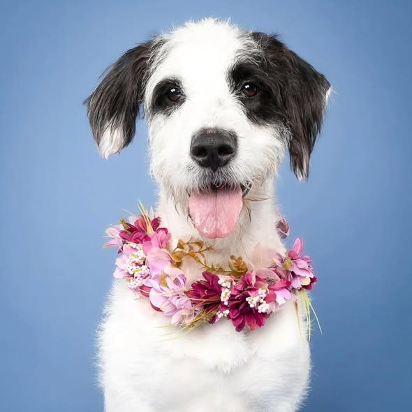 Enlarge Honey, a ADOPTABLE mixed breed in Miami, FL image 1/4