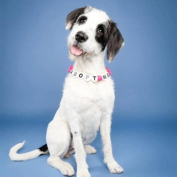 Enlarge Honey, a ADOPTABLE mixed breed in Miami, FL image 2/4