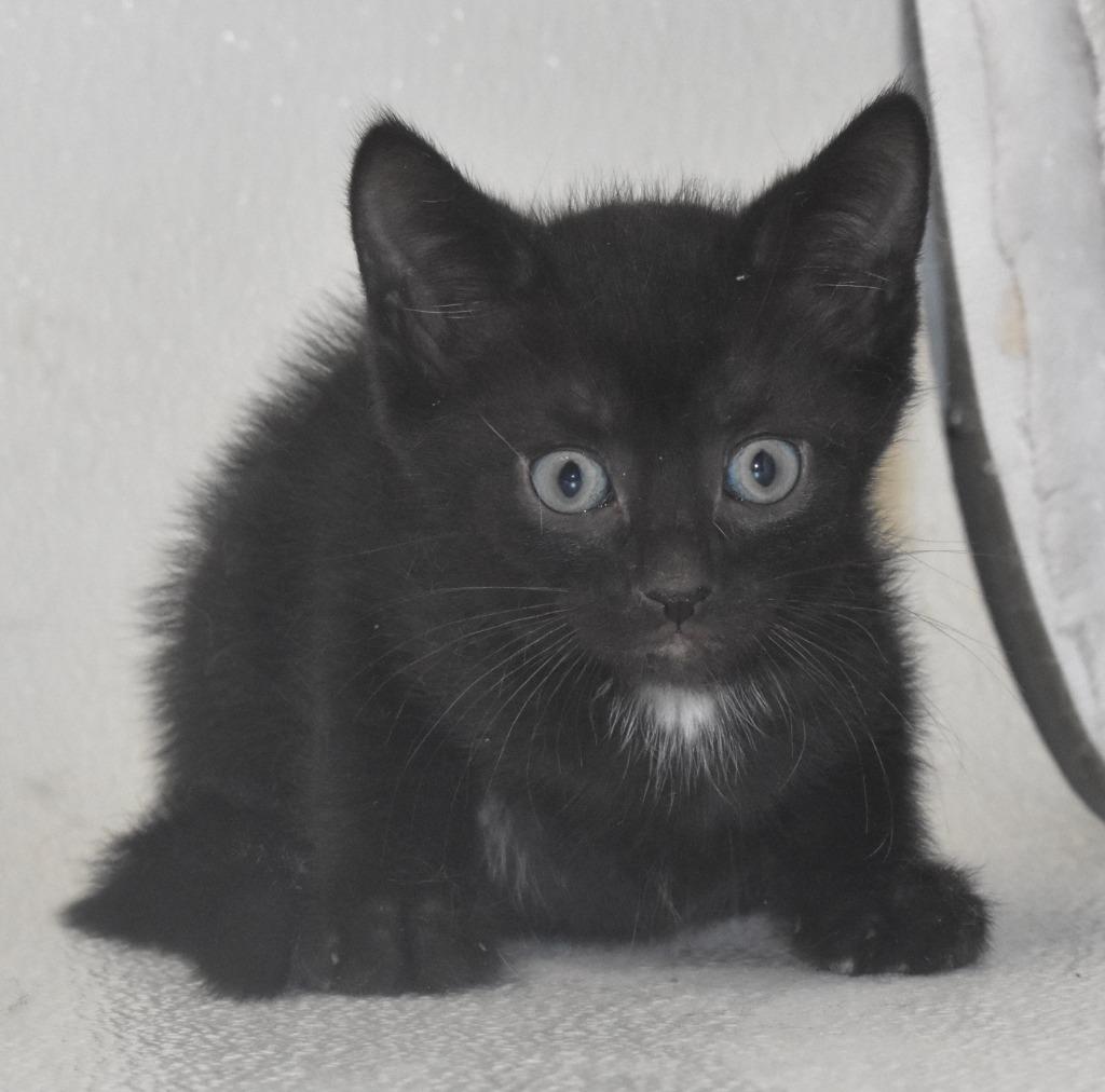 Enlarge Banks, a Adoptable mixed breed in Springfield, OH image 2/3