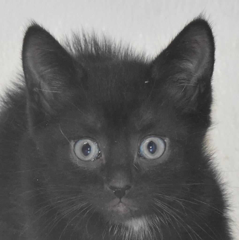 Enlarge Banks, a Adoptable mixed breed in Springfield, OH image 3/3
