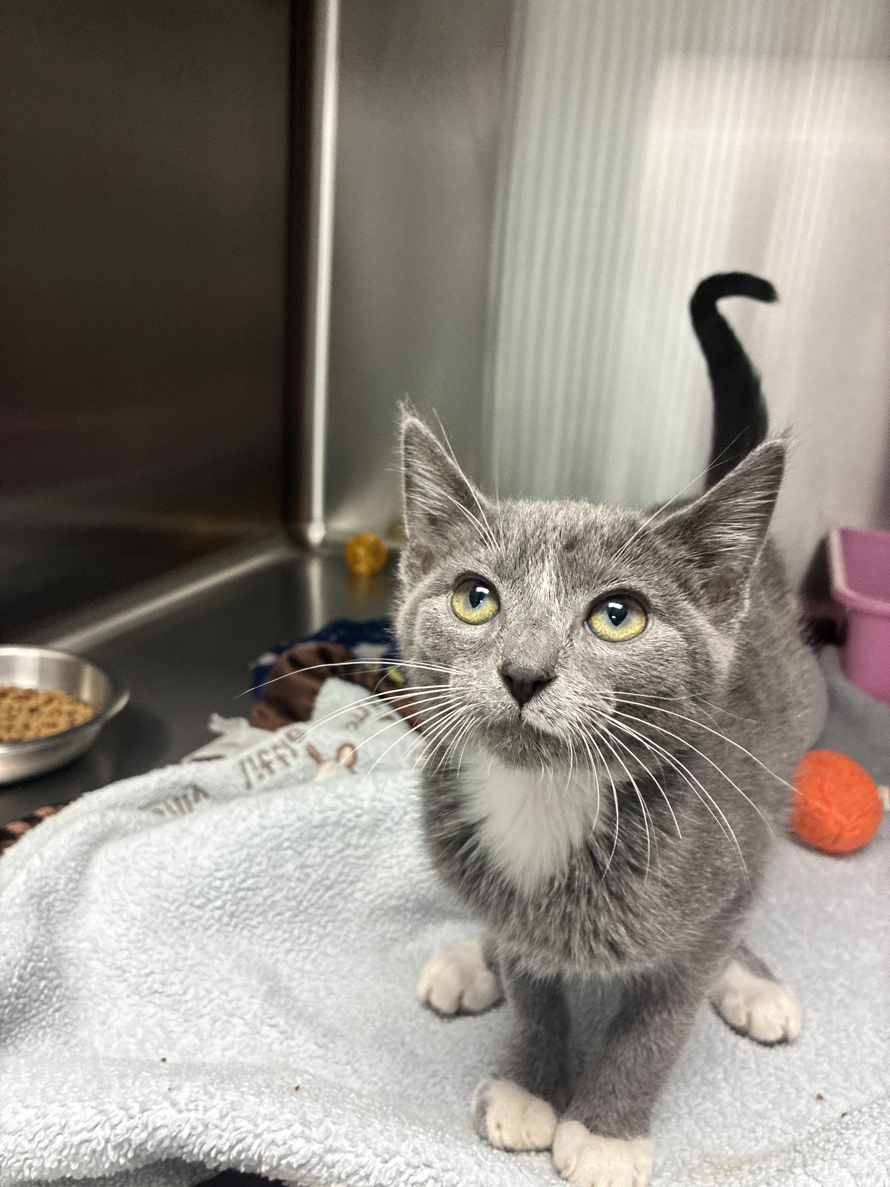 Summer, Adoptable, Kitten Female Domestic Short Hair.