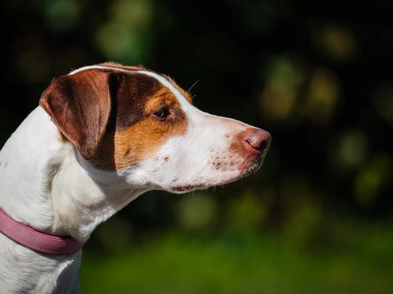 Enlarge Kilby, a Adoptable mixed breed in Pointe-Fortune, QC image 3/4