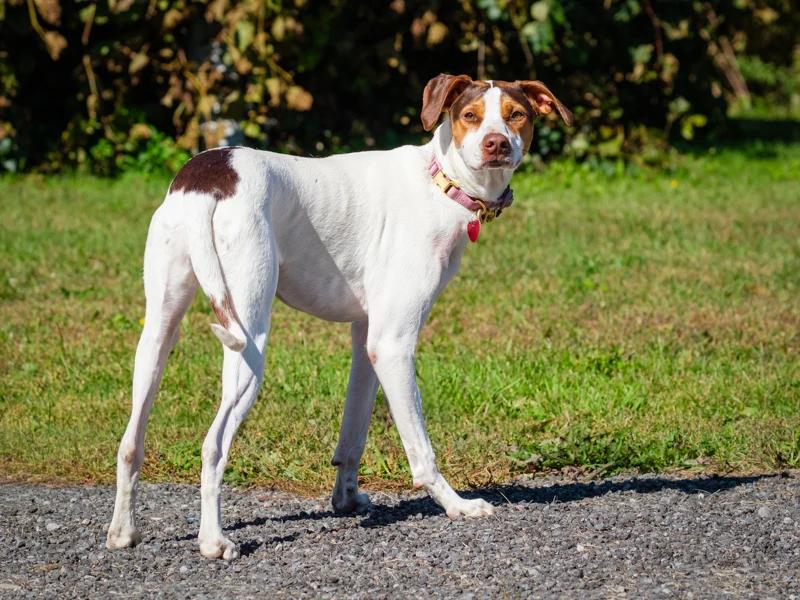 Enlarge Kilby, a Adoptable mixed breed in Pointe-Fortune, QC image 4/4
