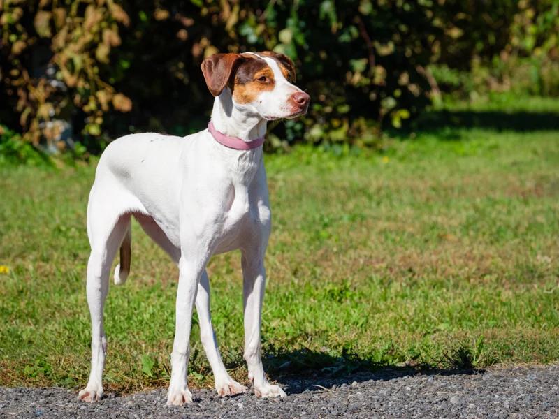 Enlarge Kilby, a Adoptable mixed breed in Pointe-Fortune, QC image 2/4