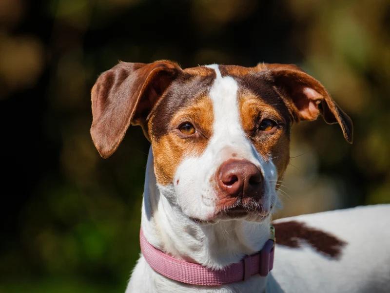 Enlarge Kilby, a Adoptable mixed breed in Pointe-Fortune, QC image 1/4