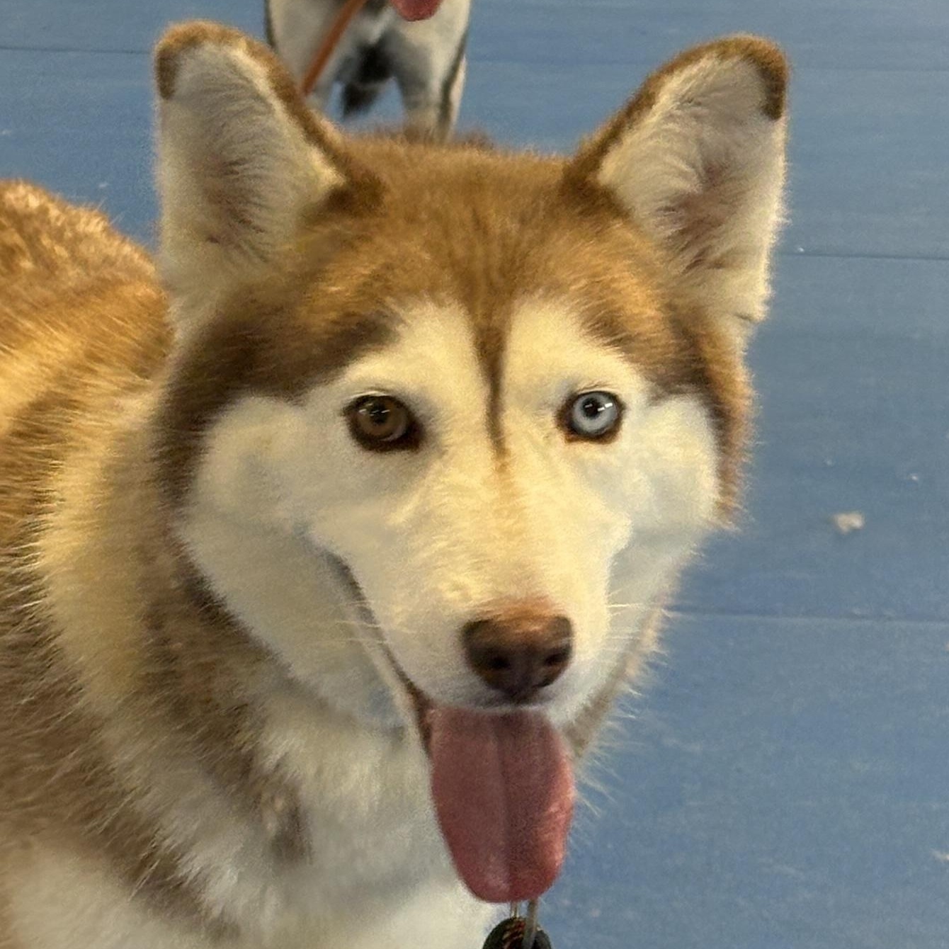 Enlarge Sakari, a Adoptable Husky in Auburn, NE image 1/5