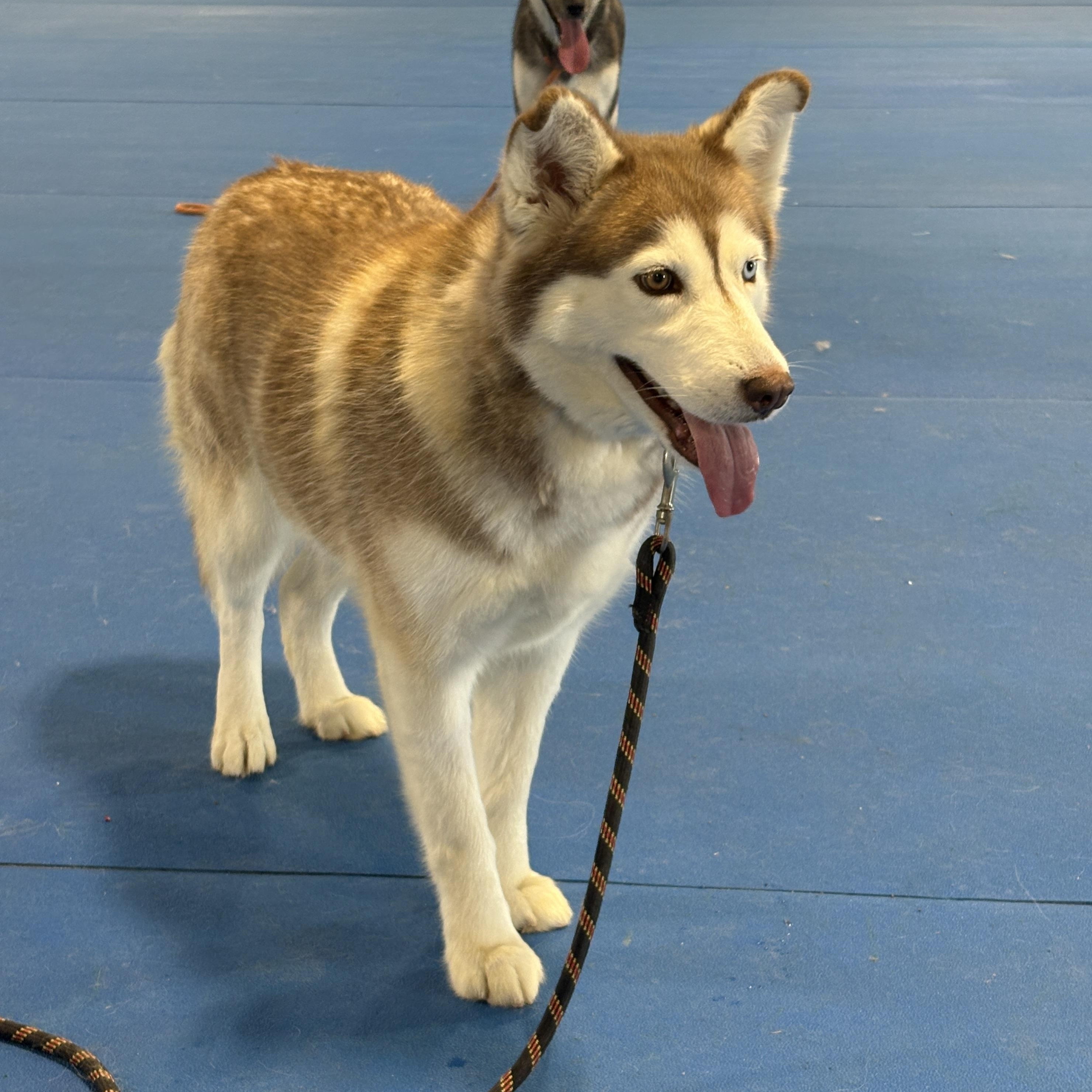Enlarge Sakari, a Adoptable Husky in Auburn, NE image 5/5