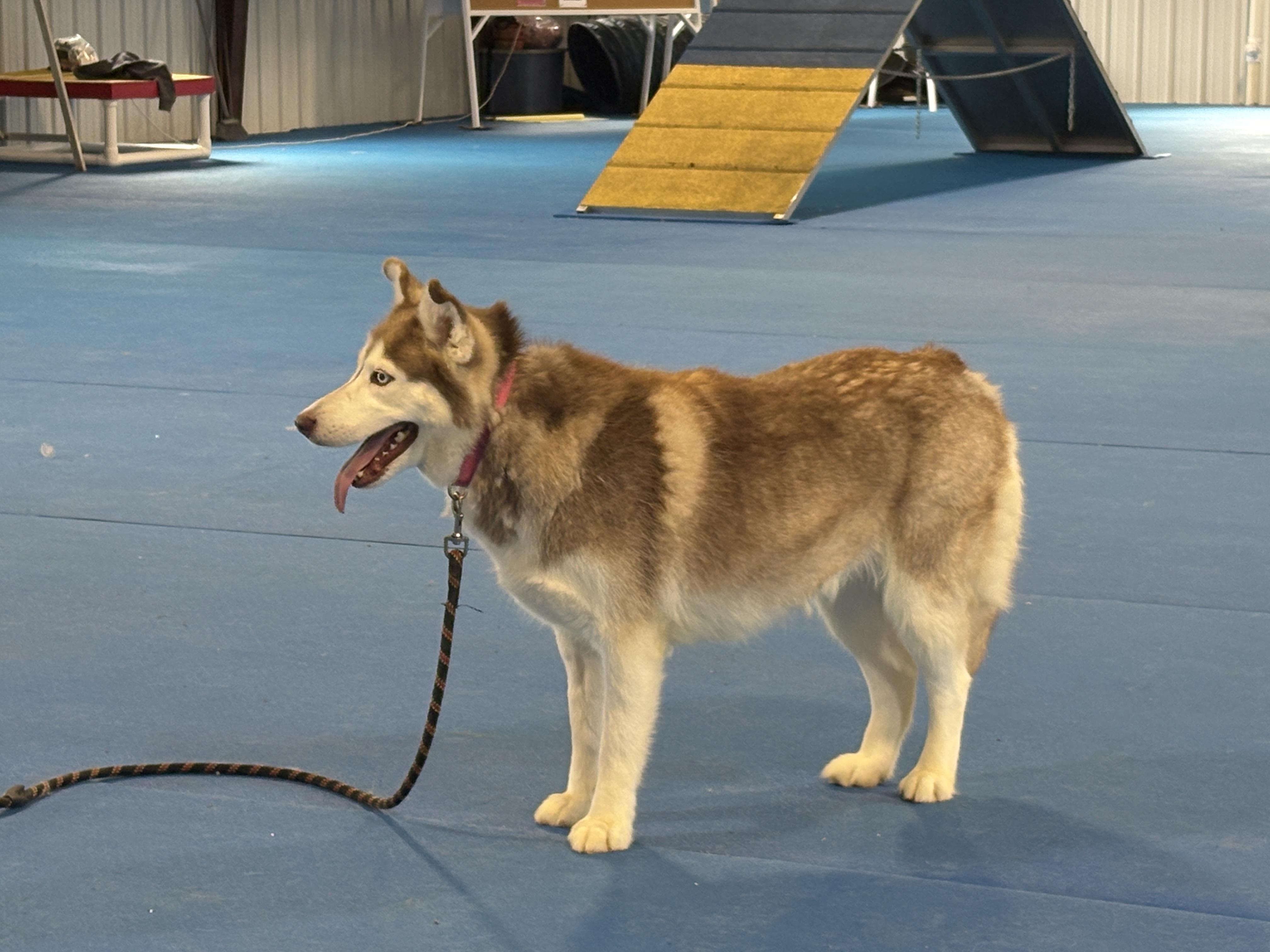 Enlarge Sakari, a Adoptable Husky in Auburn, NE image 4/5