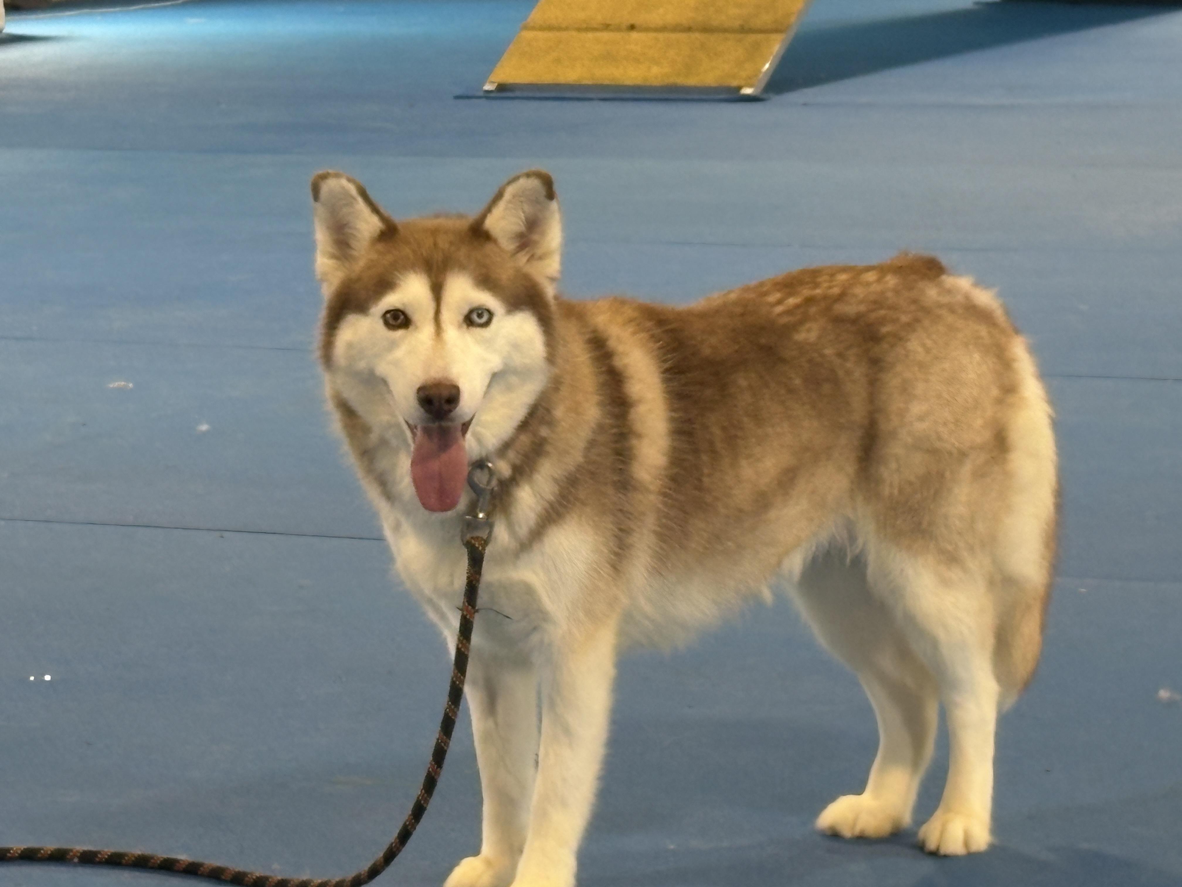 Enlarge Sakari, a Adoptable Husky in Auburn, NE image 2/5