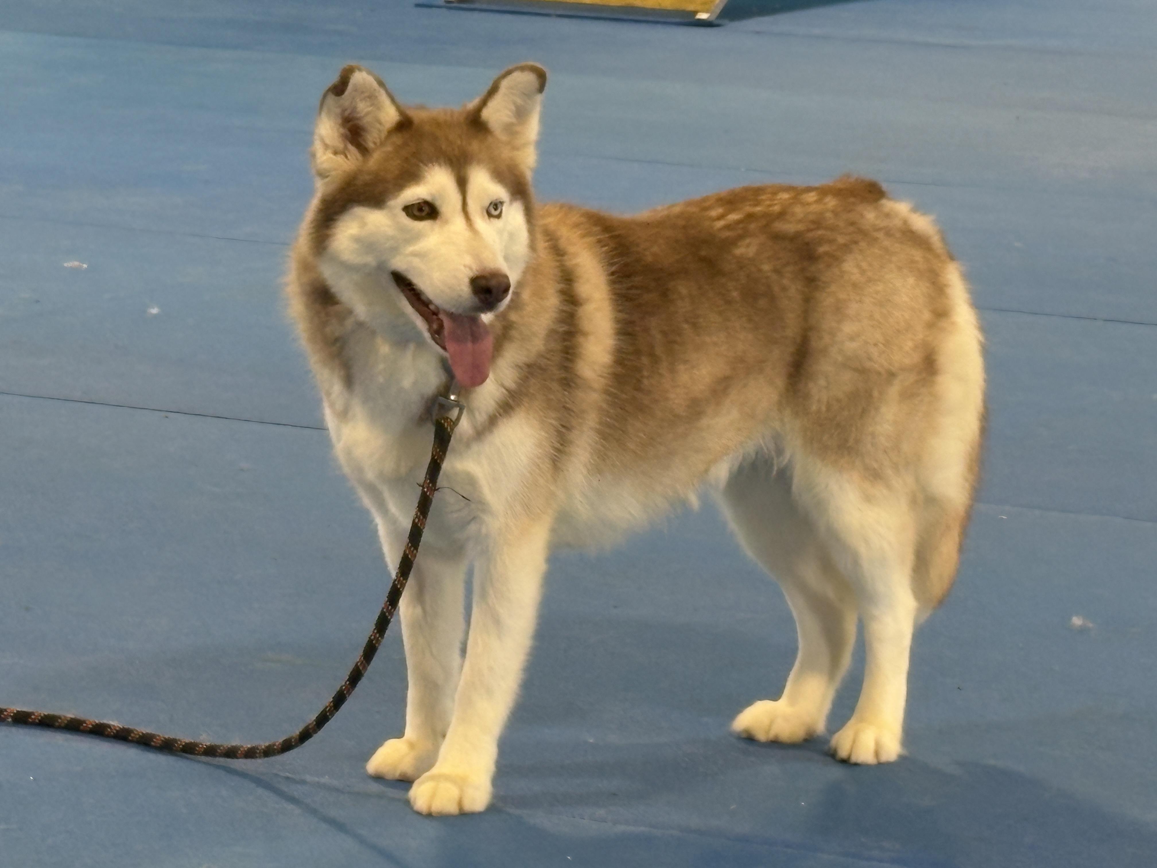 Enlarge Sakari, a Adoptable Husky in Auburn, NE image 3/5