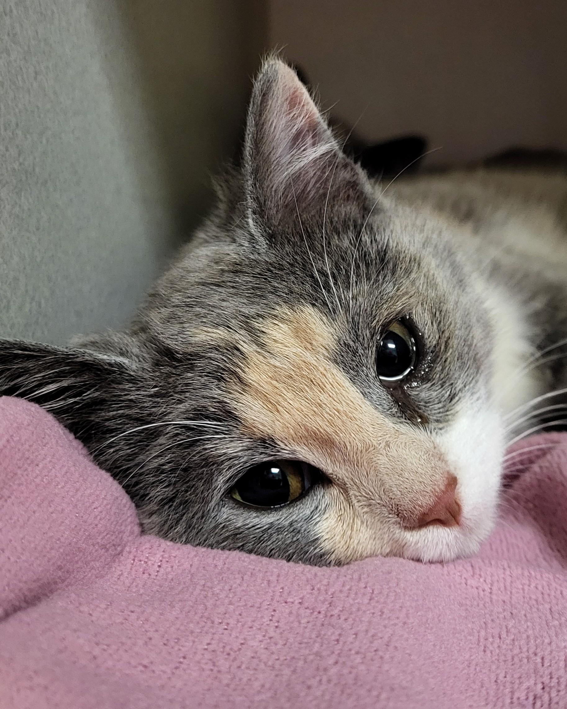 Enlarge Dorothy Z, an adopted Domestic Short Hair in Grayslake, IL image 1/3