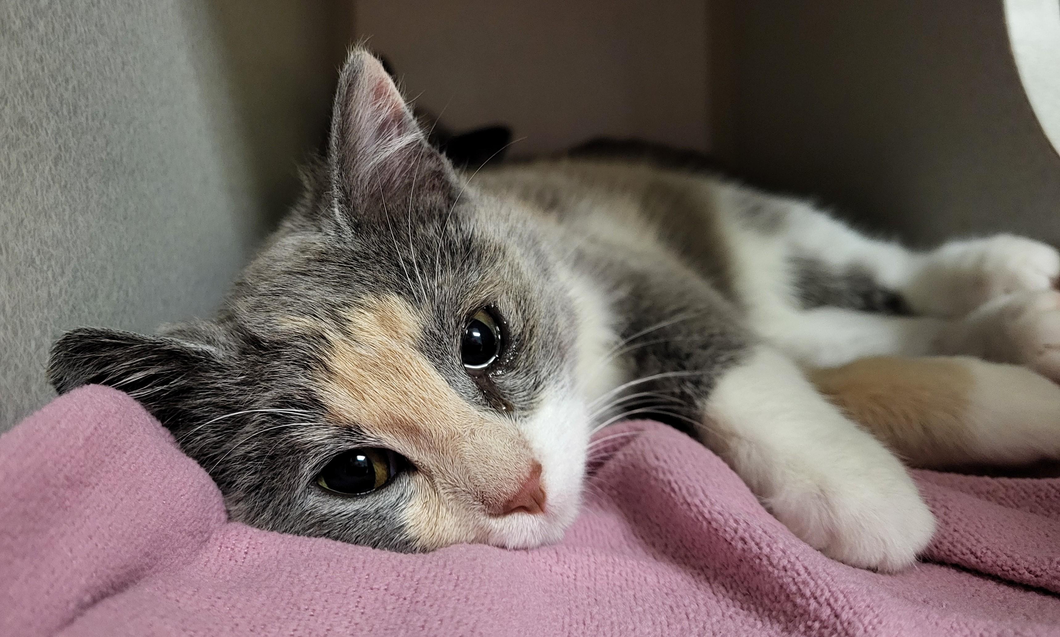 Enlarge Dorothy Z, an adopted Domestic Short Hair in Grayslake, IL image 3/3